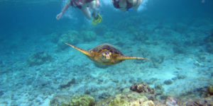 Snorkelers_with_sea_turtle_(Kahaluu_Bay)